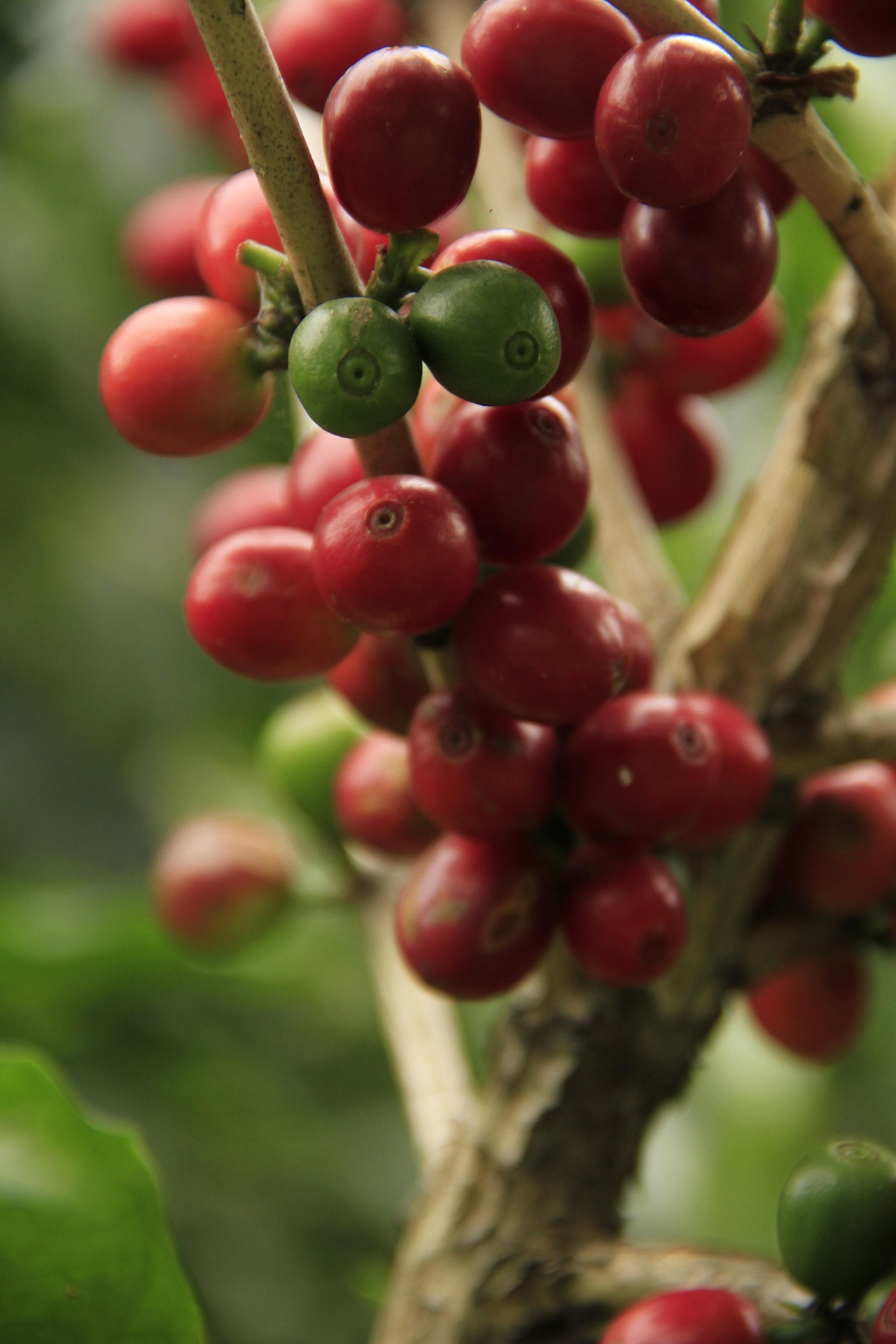 Coffee illustration for Bean Barn Coffee Roasters - Guatemala Valman Farm Coban Washed